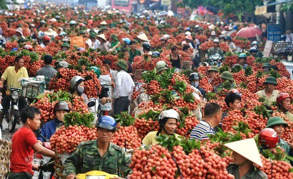 Harvesting Luc Ngan Vietnamese lychee fruit