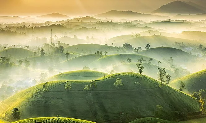 Photo of Vietnam tea hills shortlisted in international contest